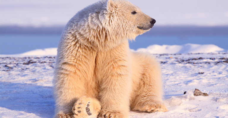 Der Energieeffizienz-Experte Eisbär