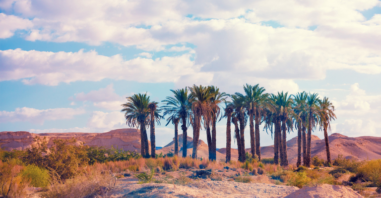 Klimanotstand in Städten und Kommunen – eine Chance für Stadtwerke?