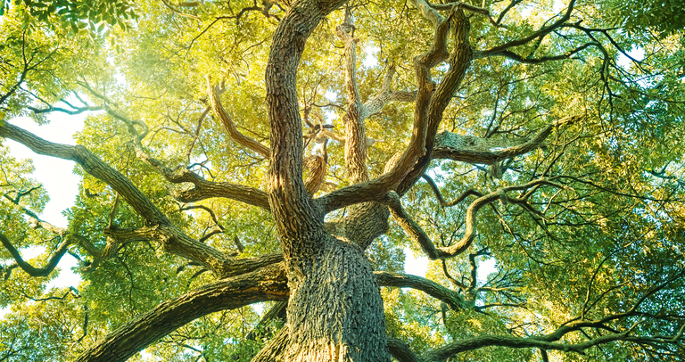 Compliance at Trianel – acting responsibly and with integrity